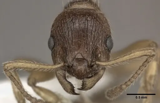 Myrmica ruginodis specimen CASENT0246081 image casent0246081_2