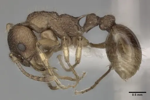 Myrmica ruginodis specimen CASENT0246081 image casent0246081_3