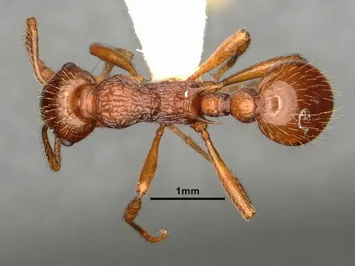 Myrmica ruginodis specimen CASENT0844496 image casent0844496_1
