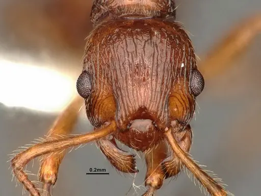 Myrmica ruginodis specimen CASENT0844496 image casent0844496_2