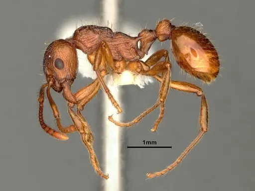 Myrmica ruginodis specimen CASENT0844496 image casent0844496_3