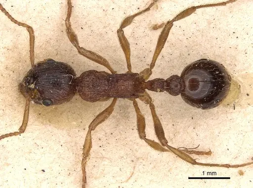 Myrmica ruginodis specimen CASENT0900274 image casent0900274_1