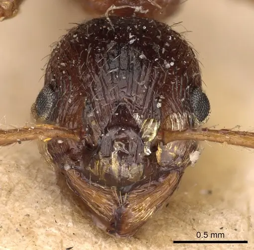 Myrmica ruginodis specimen CASENT0900274 image casent0900274_2