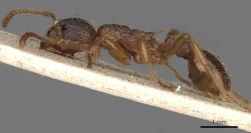 Myrmica ruginodis specimen CASENT0900274 image casent0900274_3