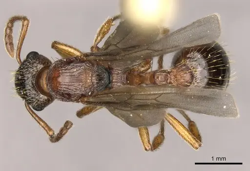 Myrmica ruginodis specimen CASENT0902304 image casent0902304_1