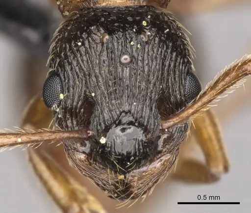 Myrmica ruginodis specimen CASENT0902304 image casent0902304_2
