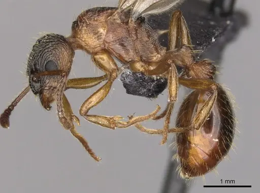 Myrmica ruginodis specimen CASENT0902304 image casent0902304_3
