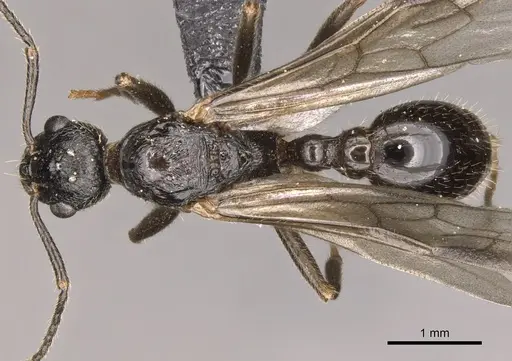 Myrmica ruginodis specimen CASENT0902305 image casent0902305_1