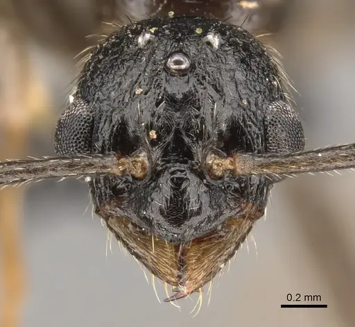 Myrmica ruginodis specimen CASENT0902305 image casent0902305_2