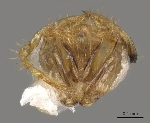 Myrmica ruginodis specimen CASENT0902305 image casent0902305_3