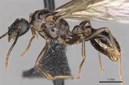 Myrmica ruginodis specimen CASENT0902305 image casent0902305_4