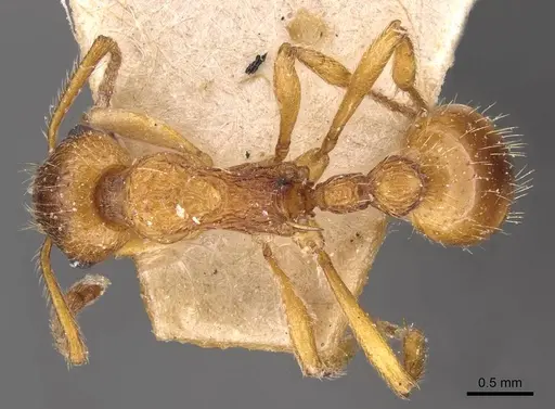 Myrmica ruginodis specimen CASENT0907647 image casent0907647_1