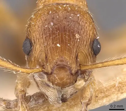Myrmica ruginodis specimen CASENT0907647 image casent0907647_2