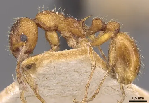 Myrmica ruginodis specimen CASENT0907647 image casent0907647_3