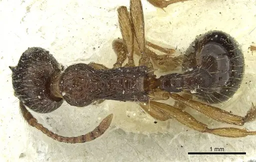 Myrmica ruginodis specimen CASENT0913065 image casent0913065_1