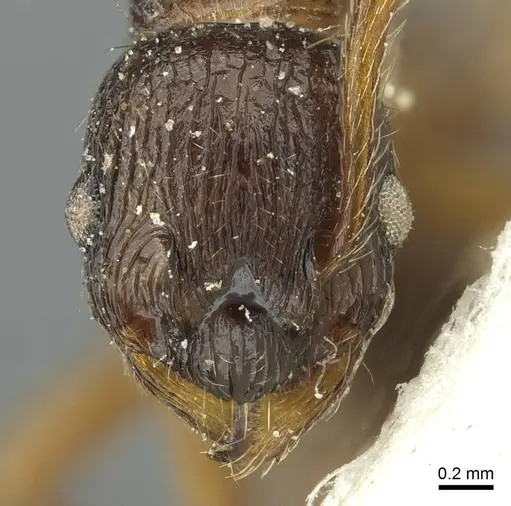 Myrmica ruginodis specimen CASENT0913065 image casent0913065_2