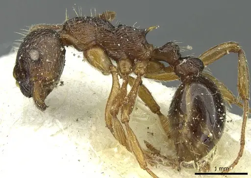 Myrmica ruginodis specimen CASENT0913065 image casent0913065_3