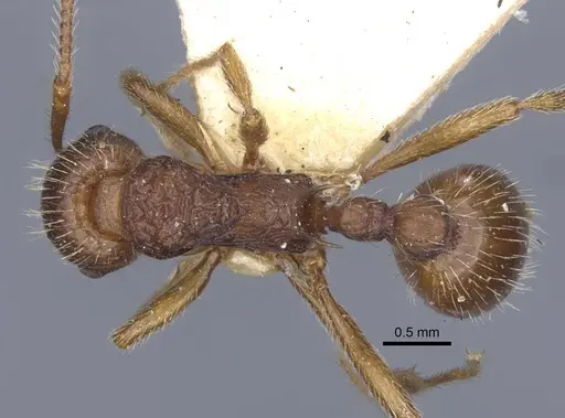 Myrmica ruginodis specimen CASENT0916896 image casent0916896_1