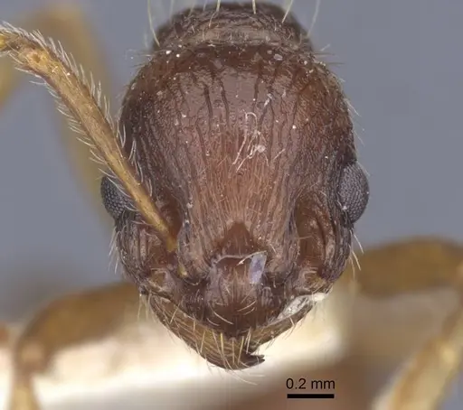 Myrmica ruginodis specimen CASENT0916896 image casent0916896_2
