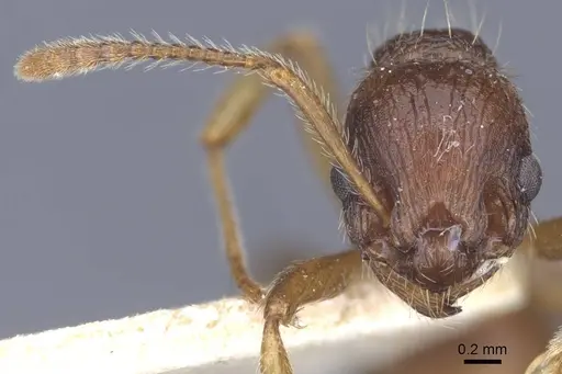 Myrmica ruginodis specimen CASENT0916896 image casent0916896_3