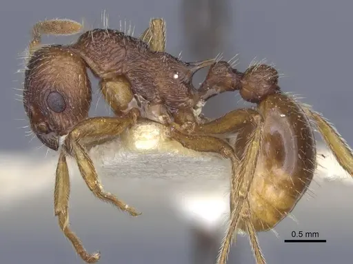 Myrmica ruginodis specimen CASENT0916896 image casent0916896_4
