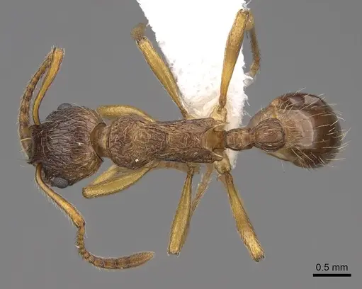 Myrmica ruginodis specimen CASENT0922784 image casent0922784_1