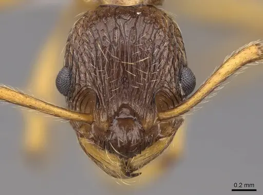 Myrmica ruginodis specimen CASENT0922784 image casent0922784_2