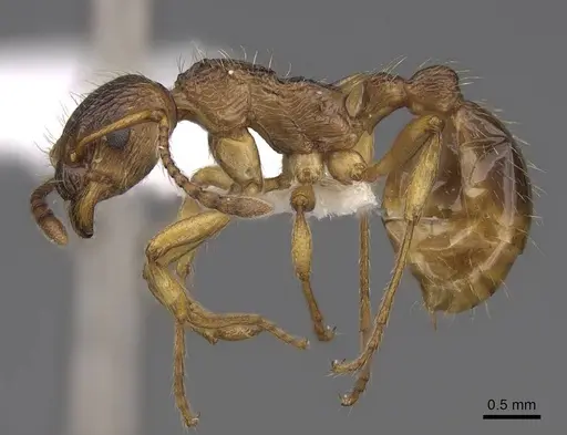 Myrmica ruginodis specimen CASENT0922784 image casent0922784_3