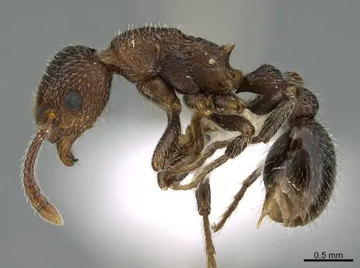 Myrmica rugiventris specimen CASENT0000172 image casent0000172_1