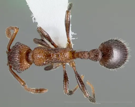 Myrmica rugiventris specimen CASENT0005704 image casent0005704_1