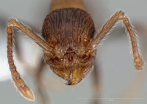 Myrmica rugiventris specimen CASENT0005704 image casent0005704_2