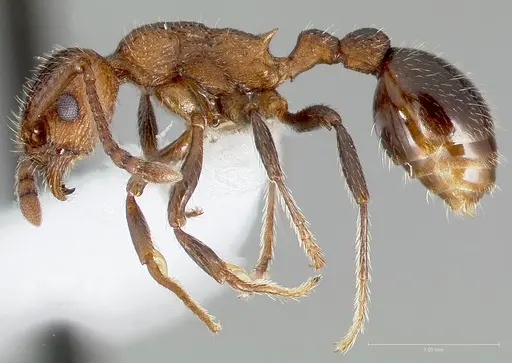 Myrmica rugiventris specimen CASENT0005704 image casent0005704_3