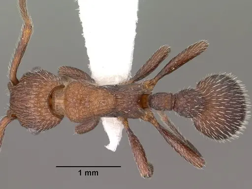 Myrmica rugiventris specimen CASENT0102856 image casent0102856_1