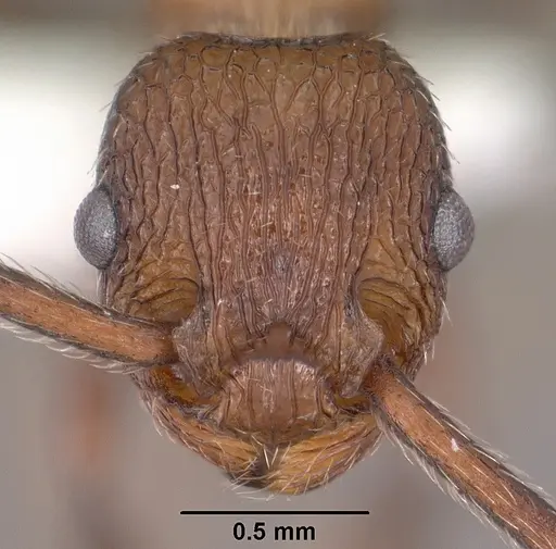 Myrmica rugiventris specimen CASENT0102856 image casent0102856_2