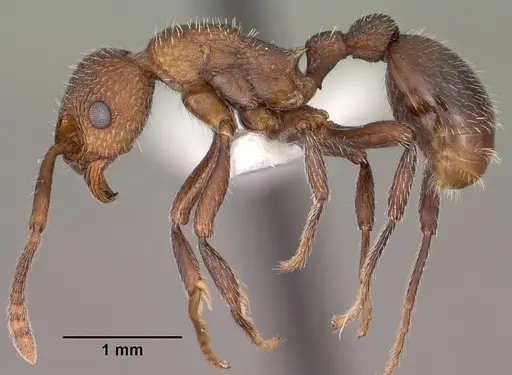 Myrmica rugiventris specimen CASENT0102856 image casent0102856_3