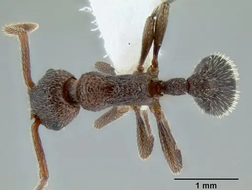 Myrmica rugiventris specimen CASENT0106212 image casent0106212_1