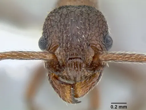 Myrmica rugiventris specimen CASENT0106212 image casent0106212_2