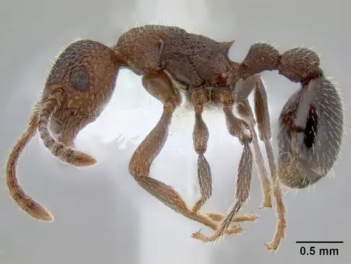 Myrmica rugiventris specimen CASENT0106212 image casent0106212_3