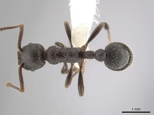 Myrmica rugiventris specimen CASENT0650399 image casent0650399_1