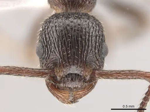 Myrmica rugiventris specimen CASENT0650399 image casent0650399_2