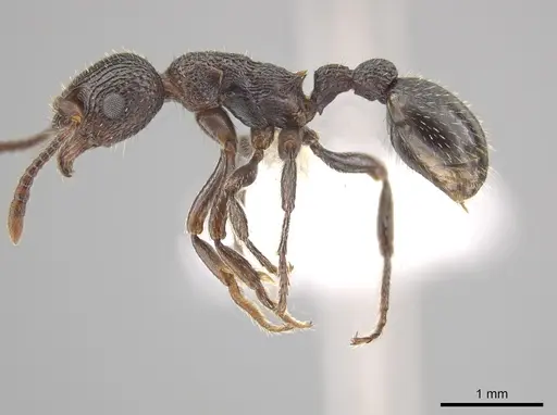 Myrmica rugiventris specimen CASENT0650399 image casent0650399_3
