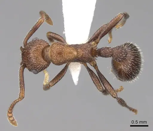 Myrmica rugiventris specimen CASENT0922761 image casent0922761_1