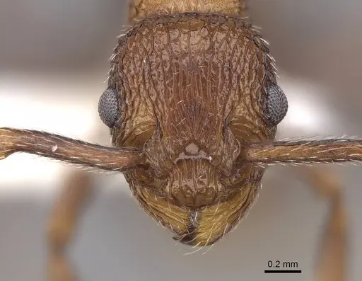 Myrmica rugiventris specimen CASENT0922761 image casent0922761_2