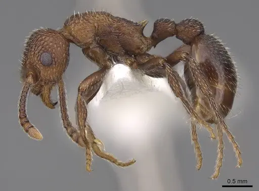Myrmica rugiventris specimen CASENT0922761 image casent0922761_3