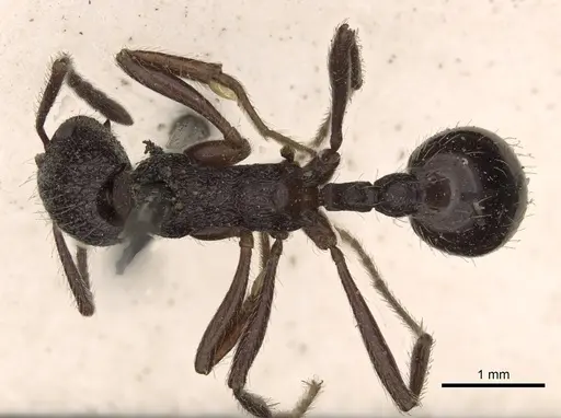Myrmica rugosa specimen CASENT0900297 image casent0900297_1