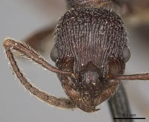 Myrmica rugosa specimen CASENT0900297 image casent0900297_2