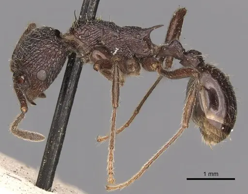 Myrmica rugosa specimen CASENT0900297 image casent0900297_3