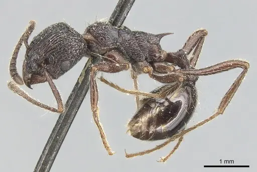 Myrmica rugosa specimen CASENT0904094 image casent0904094_3
