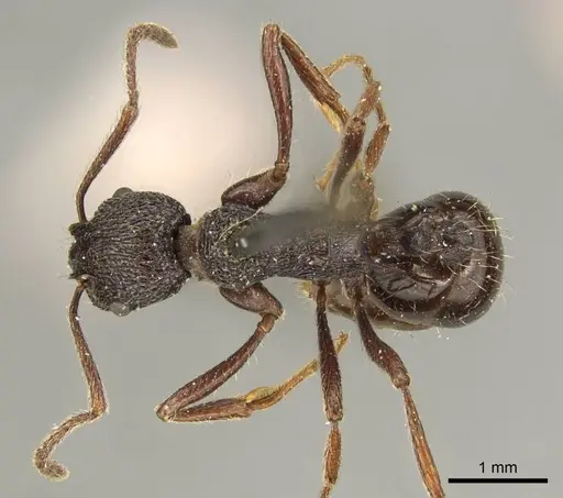 Myrmica rugosa specimen CASENT0916084 image casent0916084_1