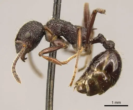 Myrmica rugosa specimen CASENT0916084 image casent0916084_3